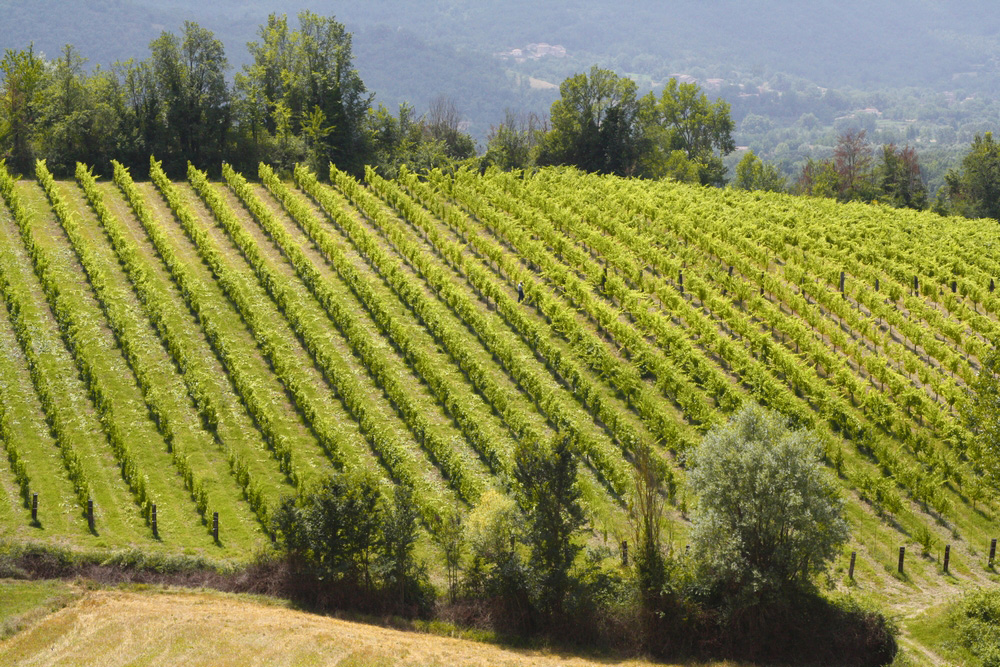 Vigneti La Ferriera Atina - Vino